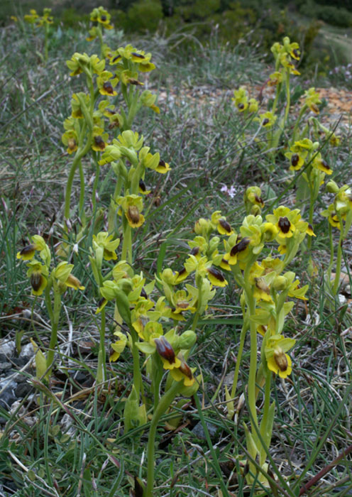 Ophrys vasconica à La Clape et Bugarach Ophrys22