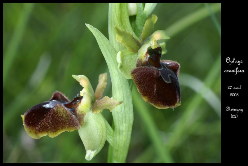 Ophrys aranifera ( = sphegodes , Ophrys araignée ) Ophrys32