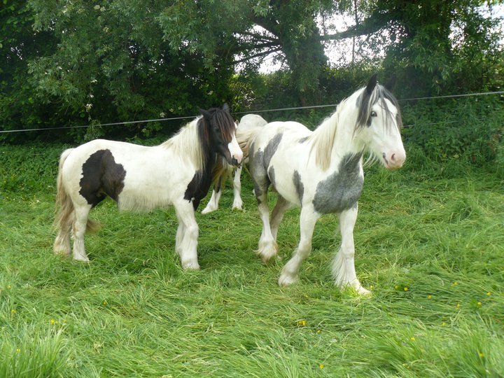 La petite bleue de l'élevage de mai Uranie des arriouettes a vendre  Uranie10