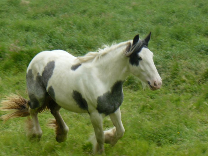 La petite bleue de l'élevage de mai Uranie des arriouettes a vendre  Uranie11