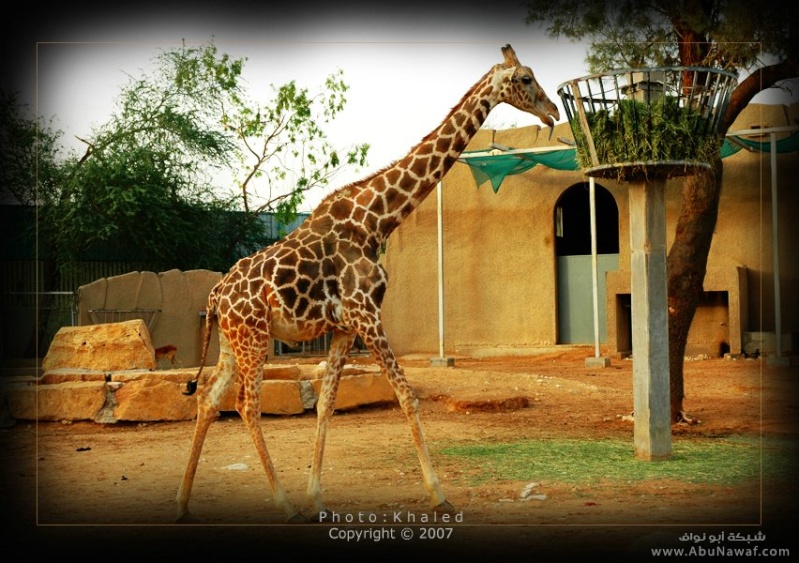 صور حيوانات Giraff10