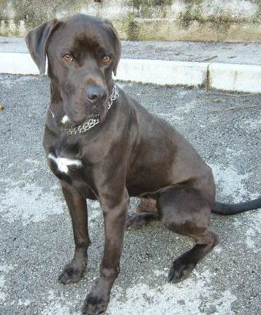 Turbo X cane corso 3 ans 500_3910