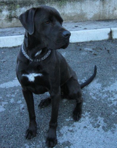 Turbo X cane corso 3 ans 500_5512