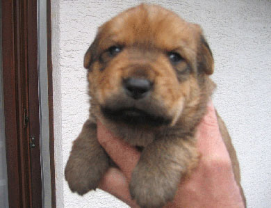 13 chiots X rott (Allemagne) 7welpe10