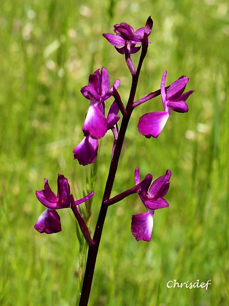 Anacamptis laxiflora ( Orchis à fleurs lâches ) Img_0511