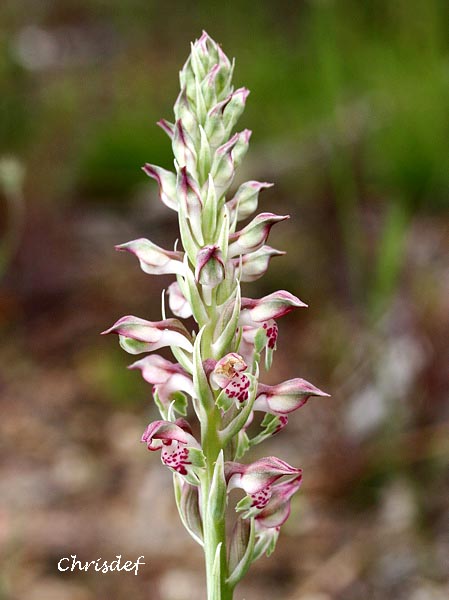 Anacamptis coriophora subsp. fragrans ( Orchis parfumée ) Img_0521