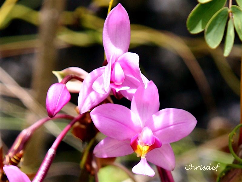 Orchidées Marie-Galante Mg5210