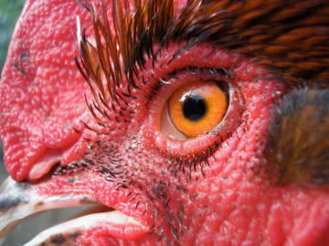 couleur des yeux des poules P4220012
