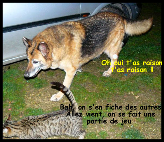 aladin berger allemand, vieux chien qui aimerai sa famille Aladin14