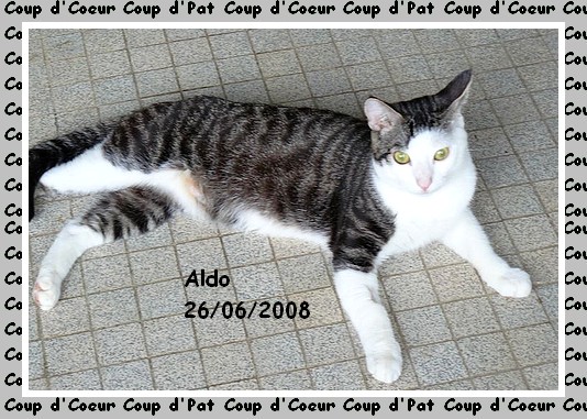 Aldo, chat tigr et blanc, 1 an, asso en Suisse  Lauserne Aldo0210