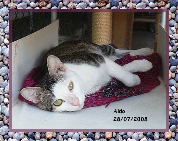 Aldo, chat tigr et blanc, 1 an, asso en Suisse  Lauserne Aldo0610