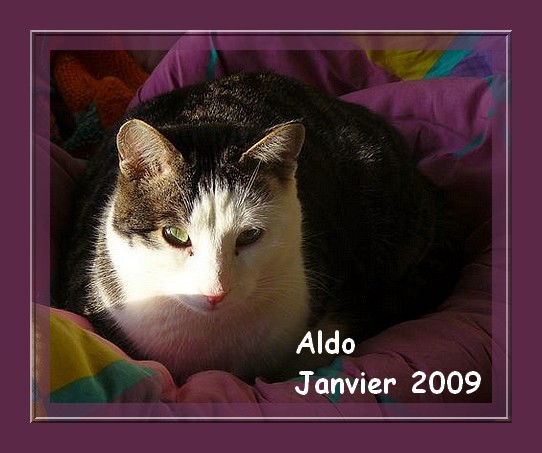 Aldo, chat tigr et blanc, 1 an, asso en Suisse  Lauserne Aldo11