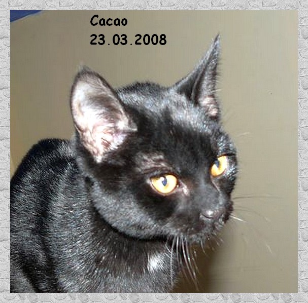 Cacao chaton noir de niort adopt dans le 37 Cacaoc11