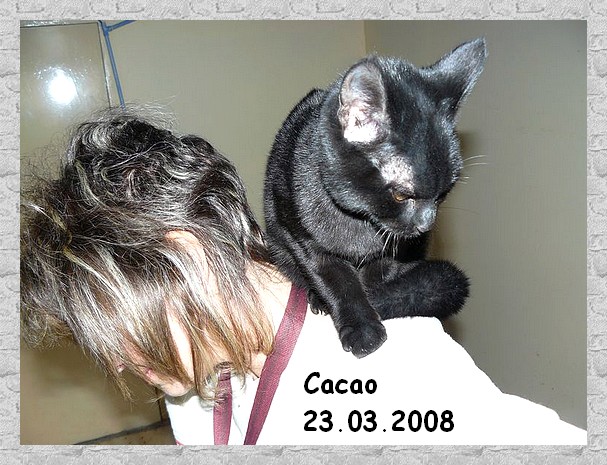 Cacao chaton noir de niort adopt dans le 37 Cacaoc12