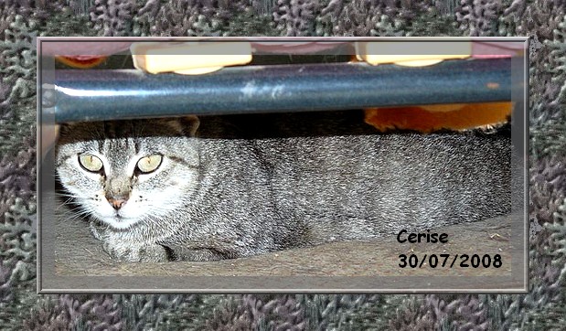 Cerise, magnifique chatte toute tigre gris  86/79/37/49 Cerise13