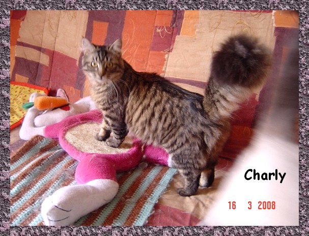 charly Charly11