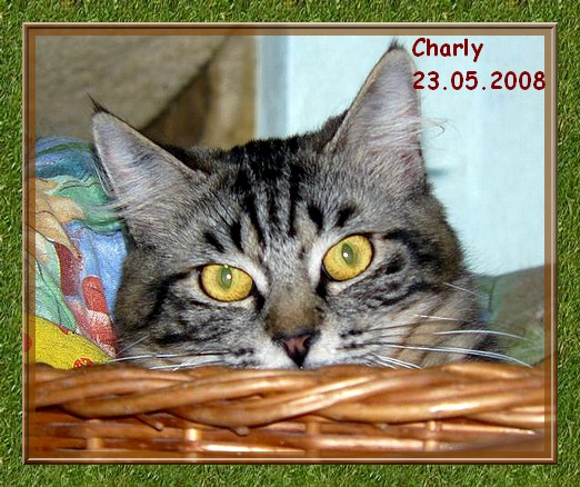 charly Charly22