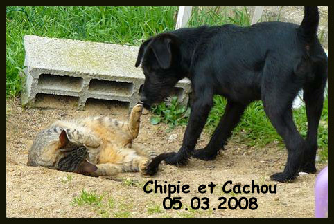 86 79 49 37 -  CHIPPIE chiot femelle griffon korthal 4 mois Chipie13