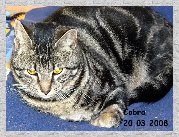 Cobra mle tigr 2ans Refuge de Plaisir (78) Cobra10