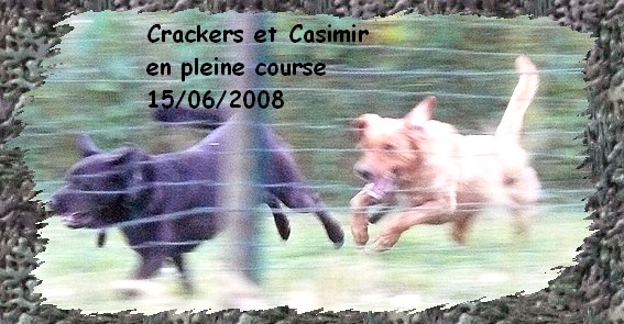 CASIMIR (alias MAMIMIR)  type labrador roux beau et jeune Cracke17