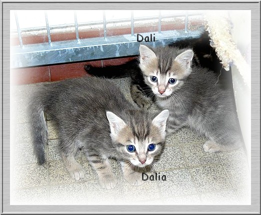 Dali chaton fem trige gris reft beige 6 sem dpt 86,79,49,37 Dali8e10