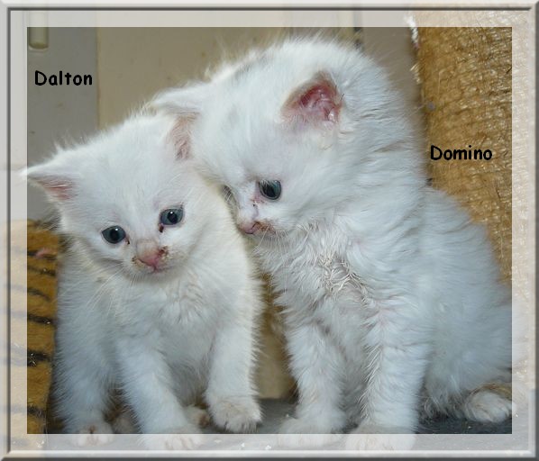 Fripounet (Dalton) chaton mle blanc semi angora Dalton12
