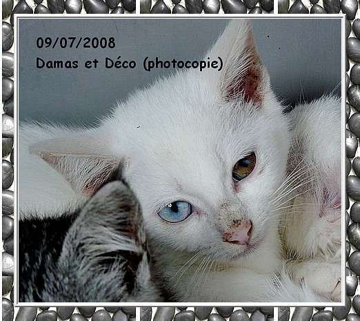 Aladin (Damas et Dco), deux chatons blanc aux yeux vairons Damase10