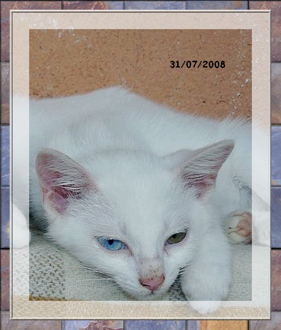Aladin (Damas et Dco), deux chatons blanc aux yeux vairons Damase12