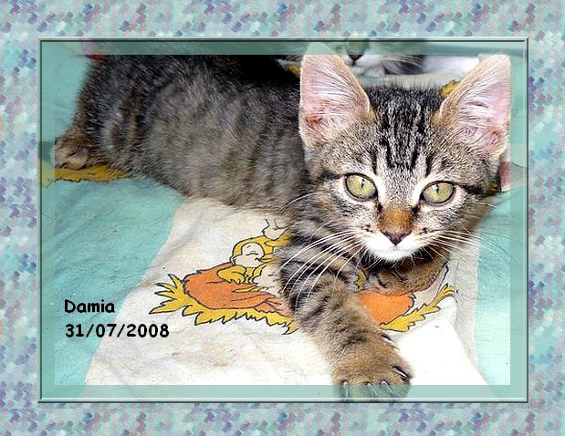 Damia, adorable chaton femelle toute tigre 86/79/37/49 Damia012