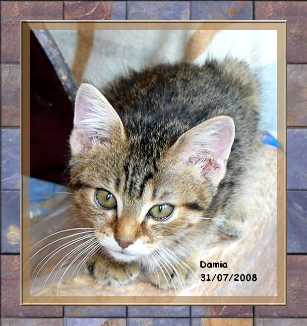 Damia, adorable chaton femelle toute tigre 86/79/37/49 Damia013