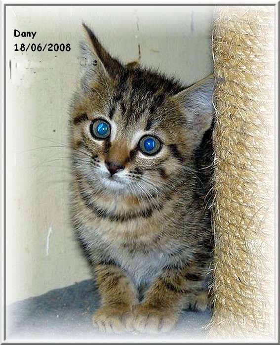 pour ceux, petits chatons, Dany0211