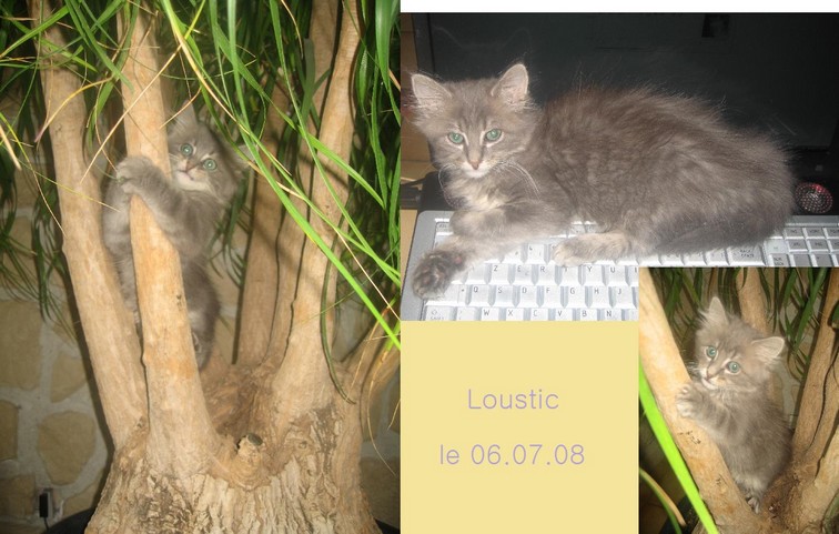 (Darius)  Loustic ou Loulou chaton mle angora gris Darius21