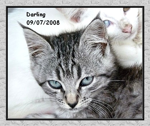 Jade ( Darling ), magnifique chaton fem tigre clair yeux turquoises Darlin11