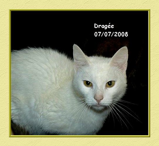 Drage, adorable chatte toute blanche aux yeux d'or Dragee11
