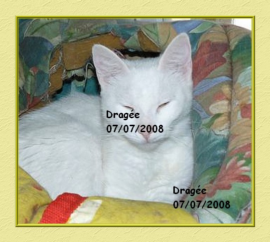 Drage, adorable chatte toute blanche aux yeux d'or Dragee13