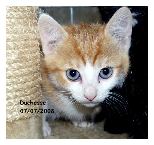 DALLAS, chaton MALE roux et blanc Duches12