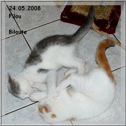 Filou chaton mle gris et blanc dpt 86,79,49,37 Filou015