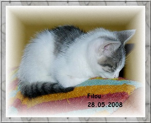 Filou chaton mle gris et blanc dpt 86,79,49,37 Filou017