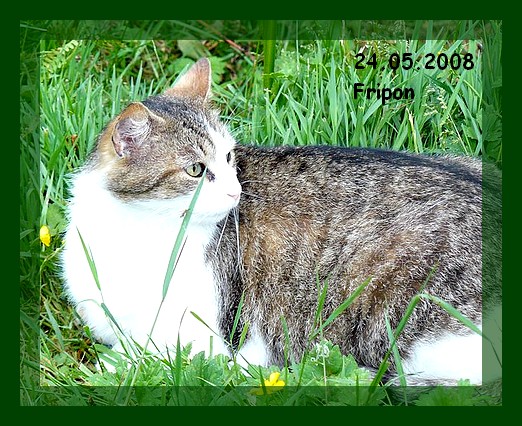 Fripon, brown tabby et blanc Asso Suisse  Lauserne Fripon12