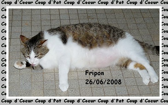 Fripon, brown tabby et blanc Asso Suisse  Lauserne Fripon13