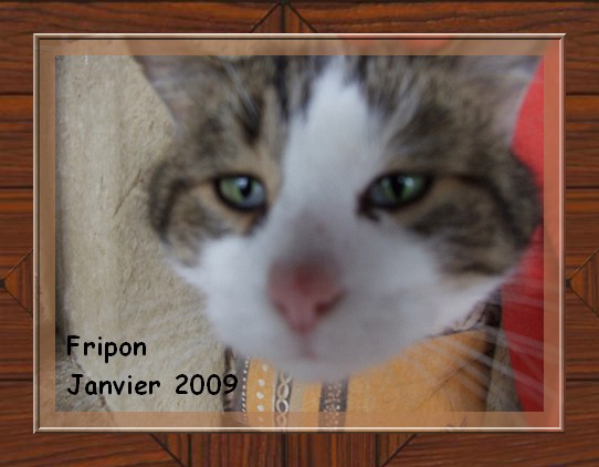 Fripon, brown tabby et blanc Asso Suisse  Lauserne Fripon16