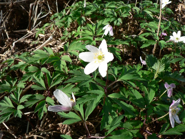 Printemps dans le Haut-Forez P1010623