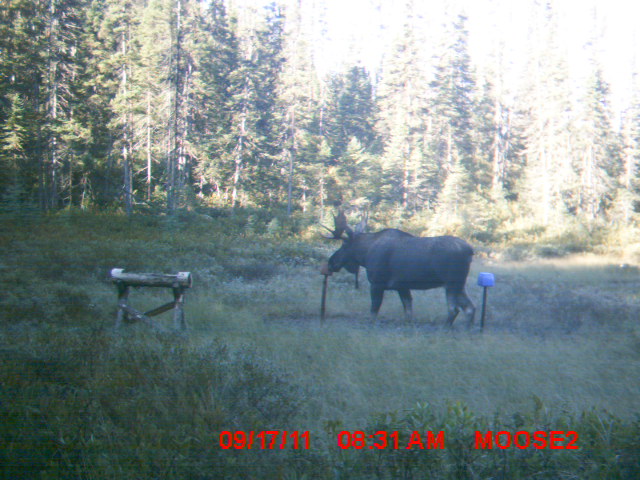 Orignal 2011 que j'aurais aimer voir durant la chasse 2011 Mdgc0024