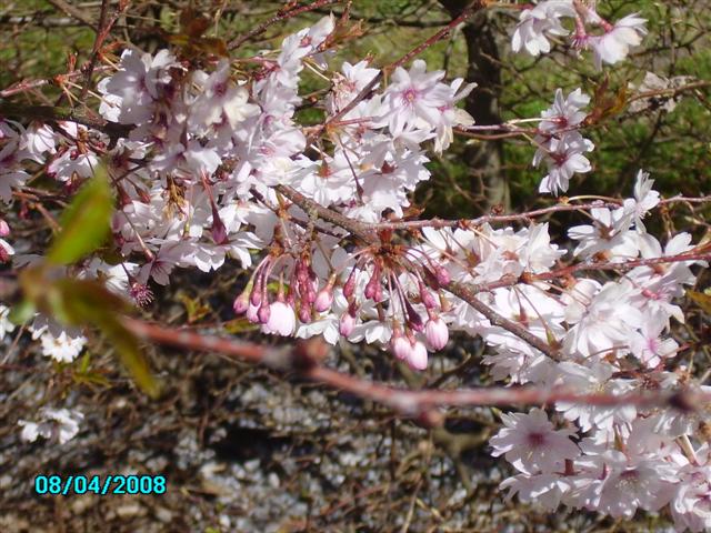 Cerisier Prunus11