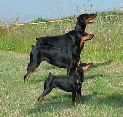Pinscher Nain / Pinscher Moyen ? Pinche10