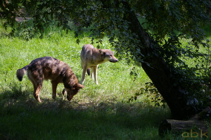 Le loup de retour dans les Vosges Imgp0310