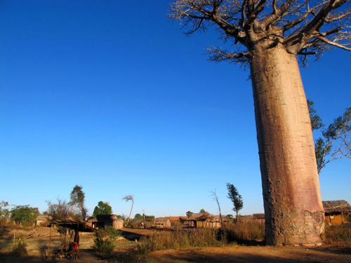 Bao báp khổng lồ ở Madagascar Baob7-10