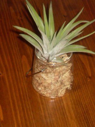 Tillandsia velutina Veluti11