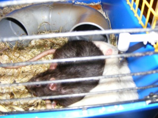 Les 3 rats Dscf0125