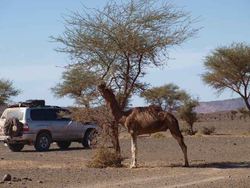 Taouz à Zagora [par l'autre rive du Ziz] (G.T2 M3, M5, GT2) P1012645